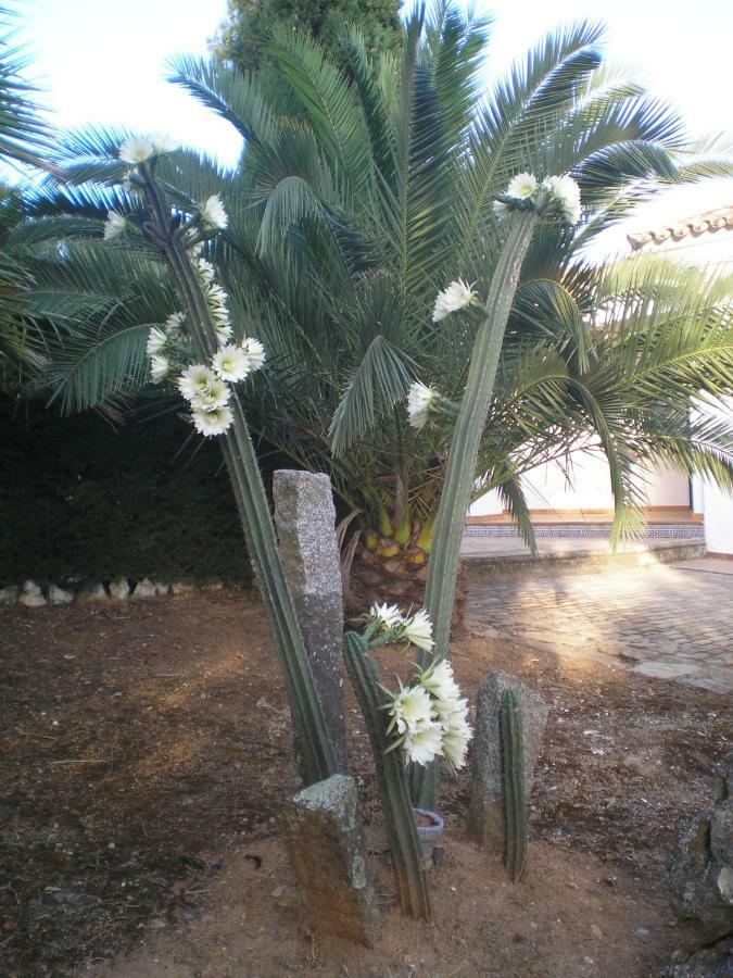 Casas Del Madrono Villa Cazalla de la Sierra Exterior foto